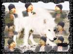 Last uploads Filename: L14.jpg
Size: 153kb
Dimensions: 1024x768 L14.jpg